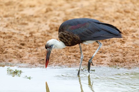 Asian woolly-necked stork (Ciconia episcopus), Cigogne Èpiscopale, Mkuze Game Reserve, Mkuze,