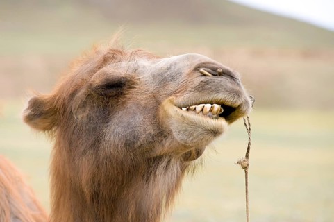 Mongolian Bactrian camels head with bared teeth