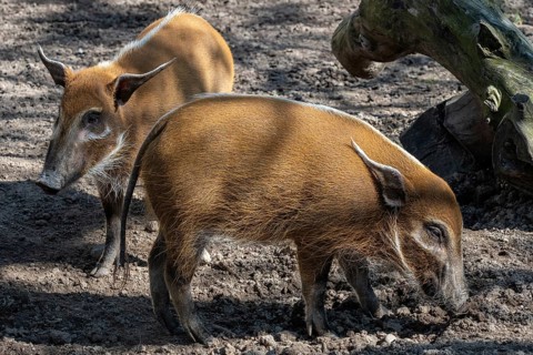 Red River Hog (Potamochoerus porcus) looking for food