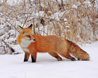 A red fox foraging in winter, Colorado, USA