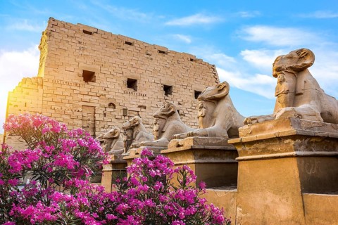 Pink flowers near Sphinxes of Karnak Temple in Luxor