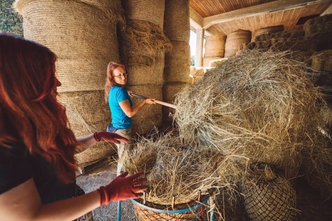 Caucasian woman working at the ranch preparing hay to take to the horses stables. Woman using tools