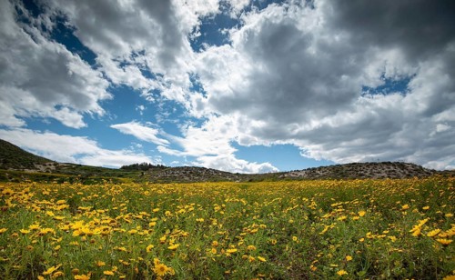 Field with yellow wild marguerite daisy flowers in spring. Springtime landscape Cyprus