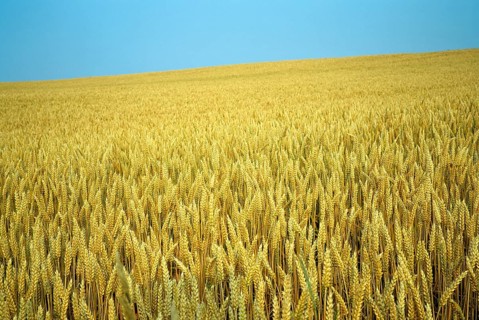 Wheatfield with ripe ears