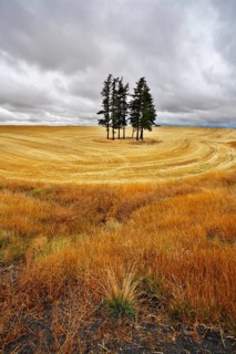 Small grove in fields after a harvest. Soon there will be a thunder-storm