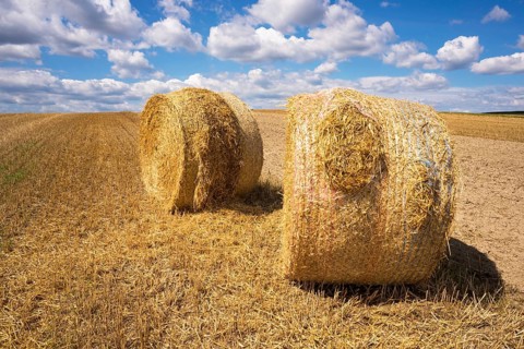Rolls of hay in the field against the background of a beautiful sky