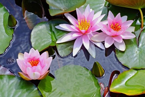 Pink water lily, flower, flowers, plant, plants, water lily, pond, pond roses, Vienna, Austria