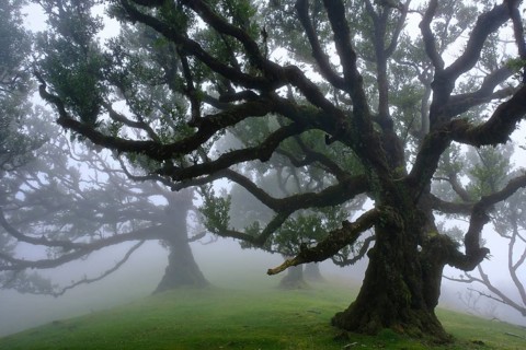 Laurel forest (Laurisilva) Unesco World Heritage Site, nature reserve, fog, evergreen, village of