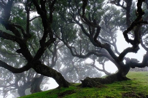 Laurel forest (Laurisilva) Unesco World Heritage Site, nature reserve, fog, evergreen, village of
