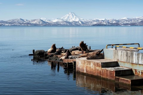 View of winter rookery Steller Sea Lion or Northern Sea Lion (Eumetopias Jubatus) on Pacific Coast.