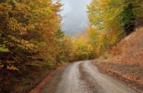 Autumn forest road. View of autumn forest road with fallen leaves Fall season scenery. Epirus