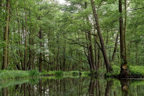 Landscape with watercourses and forest in the Spreewald in Brandenburg in Germany