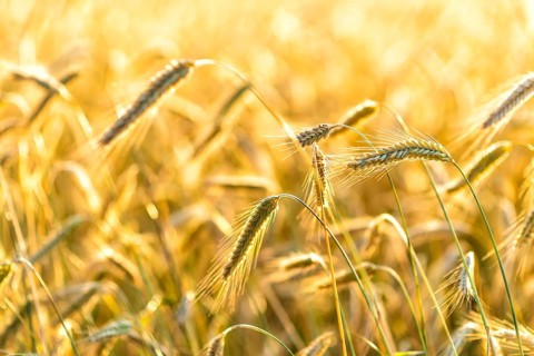 Grain in a field in Europe in July