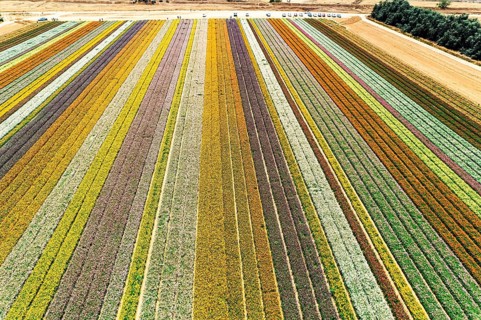 Israel. Aerial view. Garden buttercups - ranunculus. Hot sun and white clouds. Picturesque field of