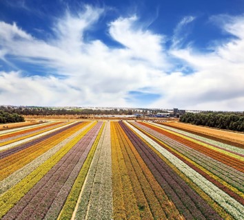 Israel. Magnificent floral carpet of colorful garden buttercups - ranunculus. Picturesque field of