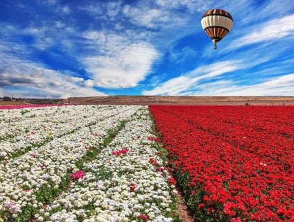 Spring windy day. Field of blooming red and white buttercups ranunculus. Huge balloon flies over a