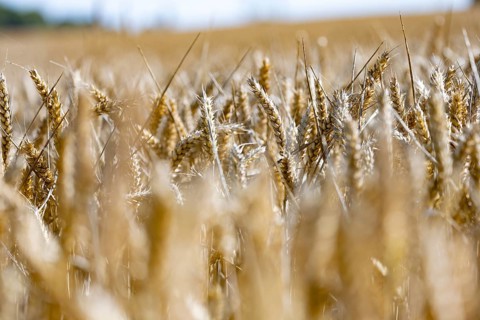 Sunny cornfield with golden ears of wheat in focus, Coxhill, Shepherdswell, Dover, Kent, United