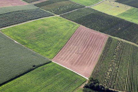 Fields from a bird's eye view