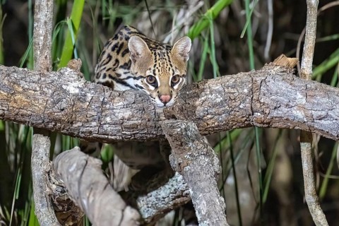 Ocelot (Leopardus pardalis), at night, climbing over a branch, eye contact, Pantanal, inland,