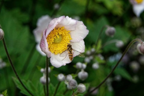 Syrphidae, Anemone hupehensis, close-up of a hoverfly on an anemone in front of a blurred
