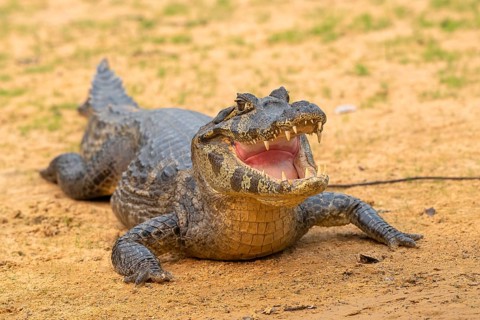 Spectacled caiman (Caiman crocodilus yacara), Crocodile (Alligatoridae), crocodile (Crocodylia),