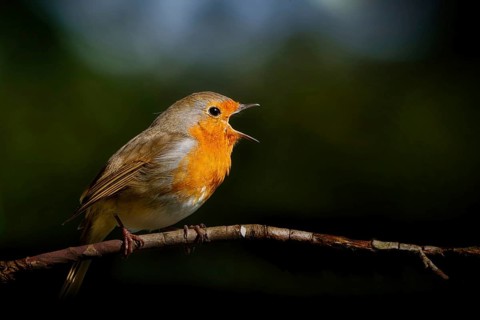 Profile view of a singing robin with its beak wide open on a branch against a dark background in a