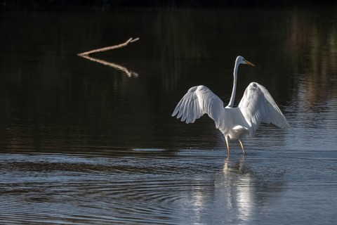 Great egret (Ardea alba) fishing in flight in a marsh. Bas-Rhin, Collectivite europeenne d'Alsace,
