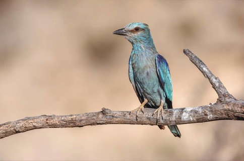 European Roller (Coracias garrulus) perched on a branch near its nest. Saint-Gilles, Nimes, Gard,