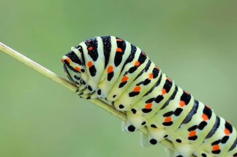 Swallowtail, Papilio machaon, caterpillar