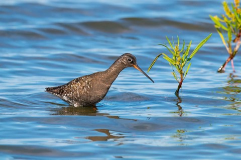Spotted Redshank, Tringa erythropus