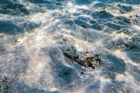 Spotted prawn goby (Amblyeleotris guttata) underwater, Marine life