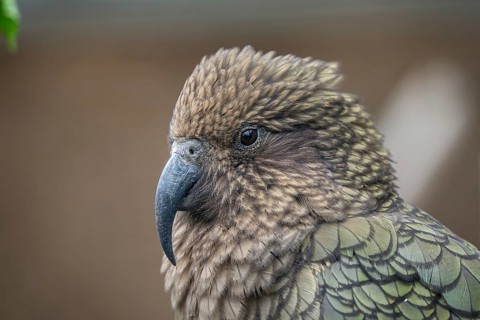 Kea, Nestor notabilis is a parrot from New Zealand