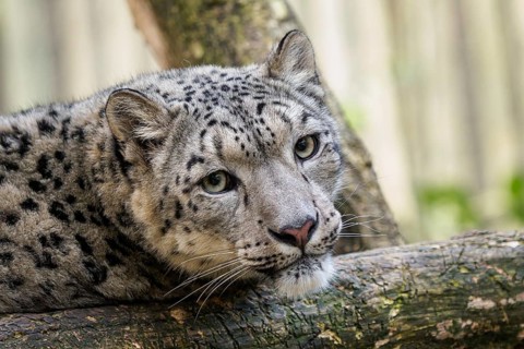 Snow leopard, Irbis (Panthera uncia)