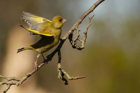 Greenfinch (Carduelis chloris)