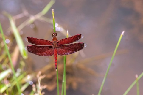 Animals, Insects, Dragonflies, Red Dragonfly, (Neurothemis ramburii) Deramakot Forest, Sabah,