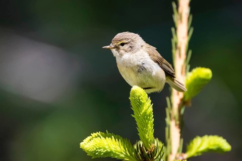 Animals, Birds, Songbird, Chiffchaff, Willow Warbler, (Phylloscopus collybita) Lower Saxony,