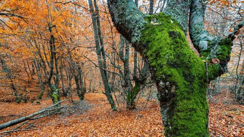 Hayedo de la Pedrosa Natural Protected Area, Beech Forest Autumn Season, Fagus sylvatica, Riofrío