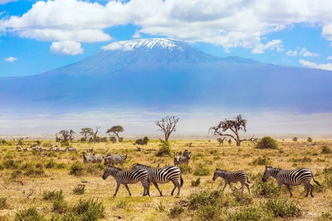 Large herd of zebras graze in the African savannah at the foot of Kilimanjaro. Southeast Kenya, the