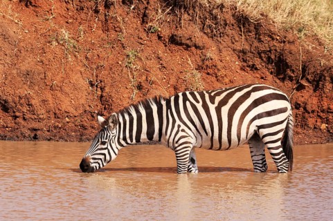 Burchell's Zebras at a Waterhole in Ikoma, near Serengeti National Park, Tanzania, East Africa