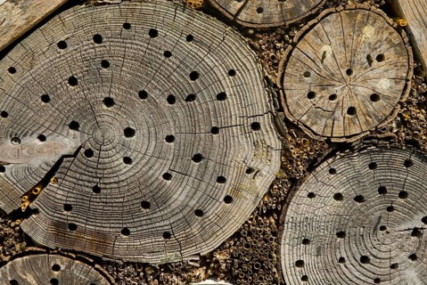 Hidingplace for insects like bees