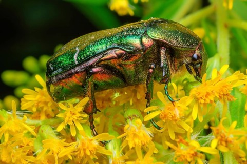 Rose Chafer (Cetonia aurata) on a yellow flower. Bas-Rhin, Collectivite europeenne d'Alsace, Grand