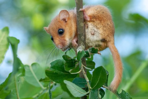 Female common dormouse (Muscardinus avellanarius) on a branch in bushy vegetation. Alsace, France