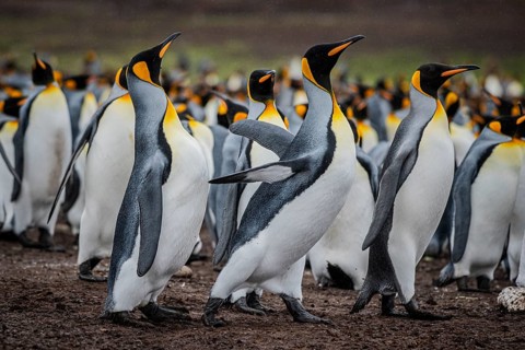King penguins (Aptenodytes patagonicus), fighting over breeding partners during courtship,