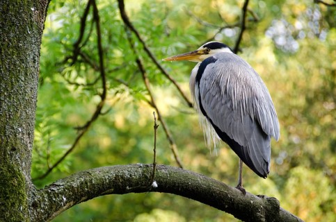 Grey heron, Ardea cinerea sitting on a tree, Copenhagen, Denmark