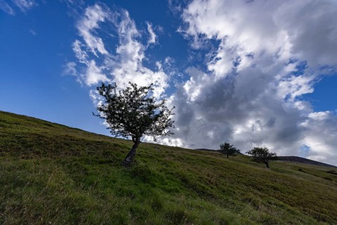 Gnarled tree in a green landscape in the mountains with blue sky and clouds on the edge of