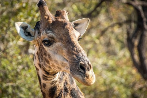 Close up of a Giraffe in the Kruger National Park, South Africa