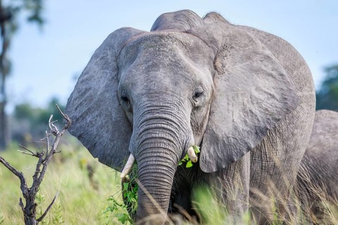Eating Elephant in front of the camera in the Okavango delta, Botswana