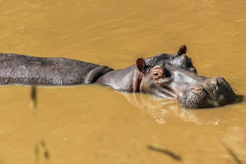 Hippopotamus in a river resting in Serengeti National Park, Tanzania Africa