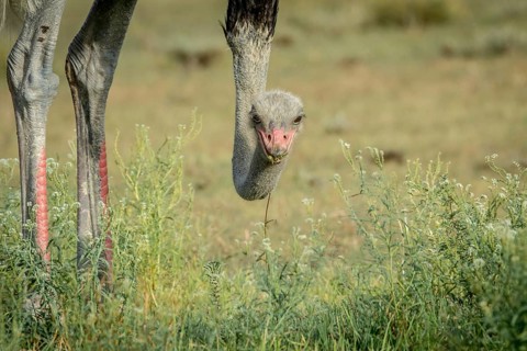 Close up of a male Ostrich in the Kalagadi Transfrontier Park, South Africa