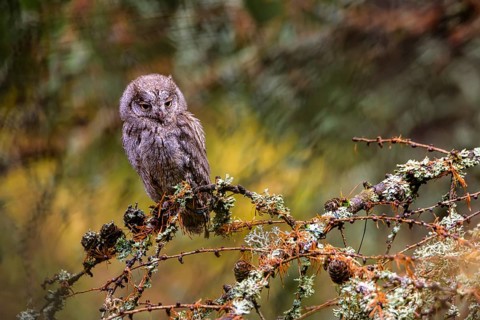 The Eurasian scops owl, Otus scops, European scops owl in forest